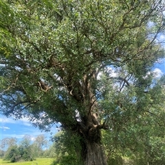 Unidentified Other Tree at Cobbitty, NSW - 24 Jan 2025 by elisebird