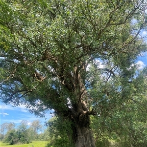 Unidentified Other Tree at Cobbitty, NSW by elisebird