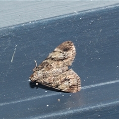 Unidentified Geometer moth (Geometridae) at Higgins, ACT - 27 Jan 2025 by AlisonMilton