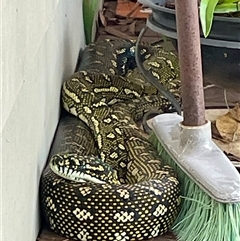 Morelia spilota (Carpet Python) at Dunbogan, NSW - 29 Jan 2025 by LPW