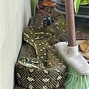 Morelia spilota (Carpet Python) at Dunbogan, NSW by LPW