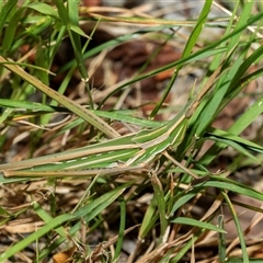 Acrida conica (Giant green slantface) at Higgins, ACT - 28 Jan 2025 by AlisonMilton