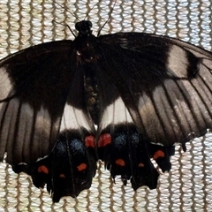 Papilio aegeus (Orchard Swallowtail, Large Citrus Butterfly) at Alexandra Hills, QLD - 30 Jan 2025 by Beckles74