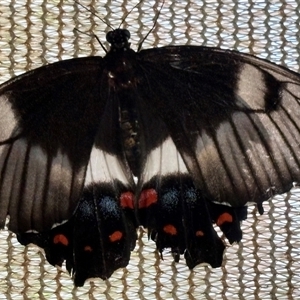 Papilio aegeus at Alexandra Hills, QLD - suppressed