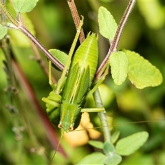 Caedicia simplex (Common Garden Katydid) at Higgins, ACT - 28 Jan 2025 by AlisonMilton