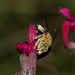 Amegilla sp. (genus) (Blue Banded Bee) at Higgins, ACT - 28 Jan 2025 by AlisonMilton