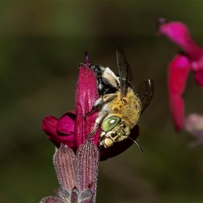 Amegilla sp. (genus) (Blue Banded Bee) at Higgins, ACT - 28 Jan 2025 by AlisonMilton