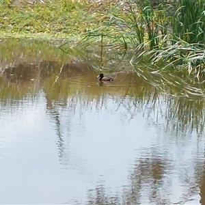 Aythya australis (Hardhead) at Wirlinga, NSW by RobCook