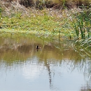 Aythya australis at Wirlinga, NSW - 12 Nov 2024 12:19 PM