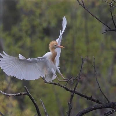 Bubulcus coromandus (Eastern Cattle Egret) at Fyshwick, ACT - 30 Jan 2025 by rawshorty