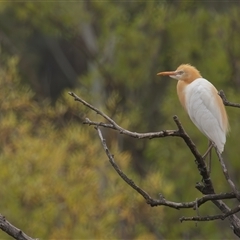 Bubulcus coromandus at Fyshwick, ACT - 30 Jan 2025 10:46 AM