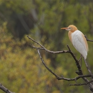 Bubulcus coromandus at Fyshwick, ACT - 30 Jan 2025 10:46 AM