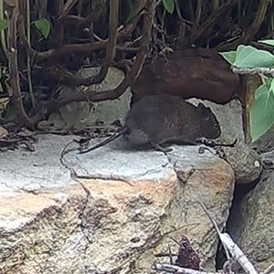 Unidentified Rat at Mittagong, NSW by ElizaJAnt