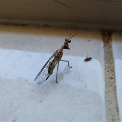 Mantispidae (family) (Unidentified mantisfly) at Wirlinga, NSW - 30 Jan 2025 by RobCook