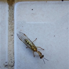 Mantispidae (family) at Wirlinga, NSW - 30 Jan 2025 01:50 PM