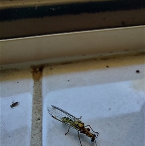 Mantispidae (family) at Wirlinga, NSW - 30 Jan 2025 01:50 PM