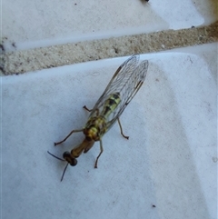 Mantispidae (family) at Wirlinga, NSW - 30 Jan 2025 01:50 PM