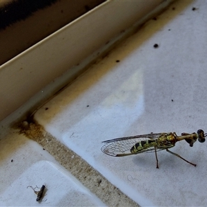 Mantispidae (family) at Wirlinga, NSW - 30 Jan 2025 01:50 PM