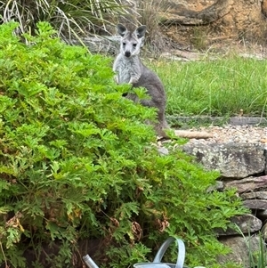 Osphranter robustus robustus (Eastern Wallaroo) at Mittagong, NSW by ElizaJAnt