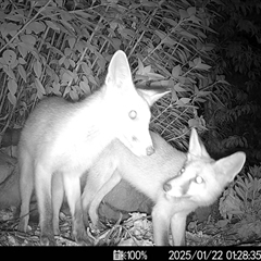 Vulpes vulpes (Red Fox) at Mittagong, NSW - 22 Jan 2025 by ElizaJAnt