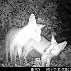 Vulpes vulpes at Mittagong, NSW - 22 Jan 2025 04:12 AM