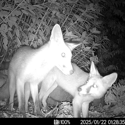 Vulpes vulpes (Red Fox) at Mittagong, NSW - 22 Jan 2025 by ElizaJAnt