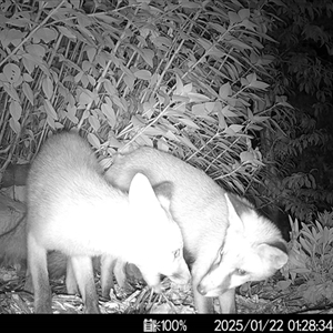 Vulpes vulpes at Mittagong, NSW - 22 Jan 2025 04:12 AM