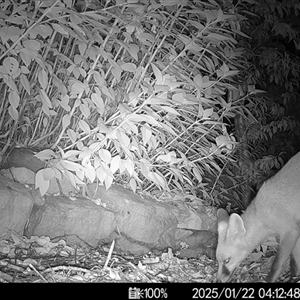 Vulpes vulpes at Mittagong, NSW - 22 Jan 2025 04:12 AM