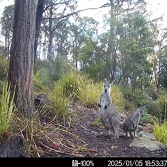 Macropus giganteus (Eastern Grey Kangaroo) at Mittagong, NSW - 5 Jan 2025 by ElizaJAnt