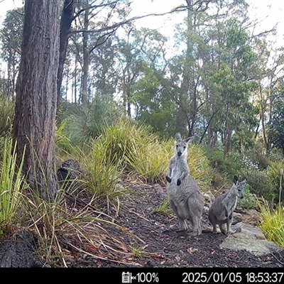 Macropus giganteus (Eastern Grey Kangaroo) at Mittagong, NSW - 5 Jan 2025 by ElizaJAnt