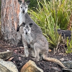 Macropus giganteus at Mittagong, NSW - 5 Jan 2025 06:53 PM