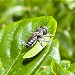 Megachile (Eutricharaea) sp. (genus & subgenus) (Leaf-cutter Bee) at Reid, ACT - 30 Jan 2025 by RomanSoroka