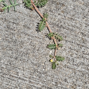 Tribulus terrestris at Phillip, ACT by Mike