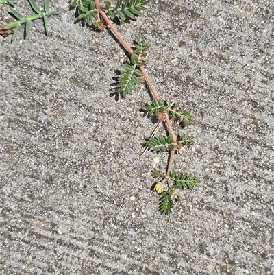 Tribulus terrestris (Caltrop, Cat-head) at Phillip, ACT - 30 Jan 2025 by Mike