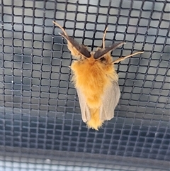 Euproctis (genus) (A Tussock Moth) at Gundaroo, NSW - 30 Jan 2025 by Gunyijan