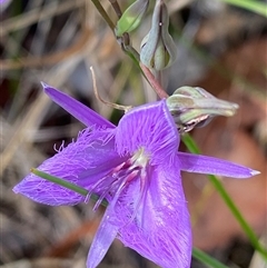 Unidentified Other Wildflower or Herb at Bonny Hills, NSW - 26 Jan 2025 by pls047