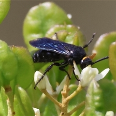 Scolia (Discolia) verticalis (Yellow-headed hairy flower wasp) at Deakin, ACT - 22 Jan 2025 by LisaH