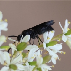 Scolia (Discolia) verticalis at Deakin, ACT - 22 Jan 2025 10:57 AM