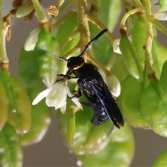 Scolia (Discolia) verticalis at Deakin, ACT - 22 Jan 2025 10:57 AM