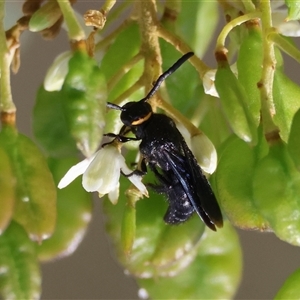 Scolia (Discolia) verticalis at Deakin, ACT - 22 Jan 2025 10:57 AM