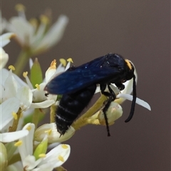 Scolia (Discolia) verticalis at Deakin, ACT - 22 Jan 2025 10:57 AM