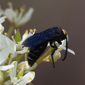 Scolia (Discolia) verticalis at Deakin, ACT - 22 Jan 2025 10:57 AM