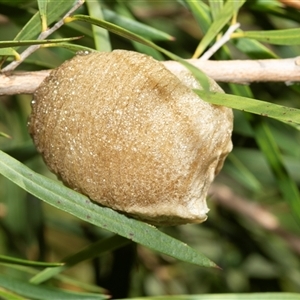 Mantidae - egg case (family) (Egg case of praying mantis) at Higgins, ACT by AlisonMilton