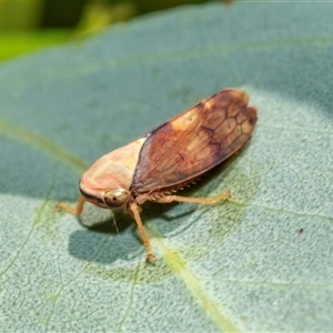 Brunotartessus fulvus (Yellow-headed Leafhopper) at Lawson, ACT by AlisonMilton