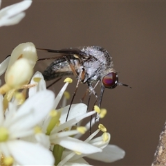 Geron sp. (genus) (Slender Bee Fly) at Deakin, ACT - 22 Jan 2025 by LisaH