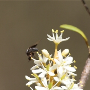 Geron sp. (genus) at Deakin, ACT - 22 Jan 2025 11:02 AM