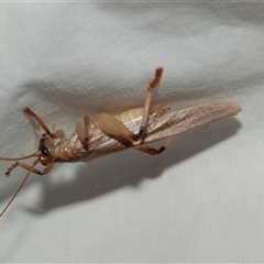 Gryllacrididae (family) (Wood, Raspy or Leaf Rolling Cricket) at Higgins, ACT - 28 Jan 2025 by AlisonMilton