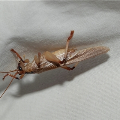 Gryllacrididae (family) (Wood, Raspy or Leaf Rolling Cricket) at Higgins, ACT - 27 Jan 2025 by AlisonMilton