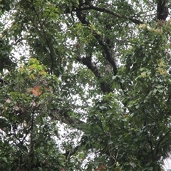 Karrabina biagiana at Syndicate, QLD - 29 Nov 2022 04:47 PM