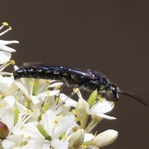 Rhagigaster ephippiger (Smooth flower wasp) at Hughes, ACT by LisaH